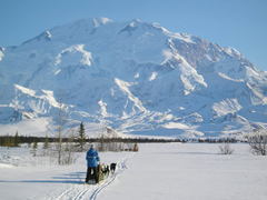 Iditarod 