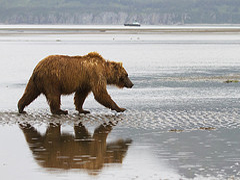 Iditarod 