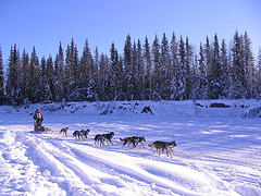 Iditarod 