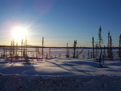Iditarod 
