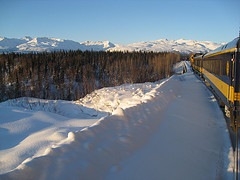 Iditarod 