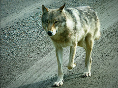 Iditarod 