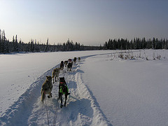 Iditarod 