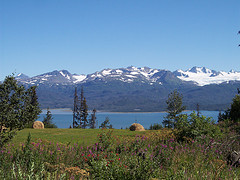 Iditarod 