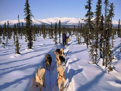 Iditarod 