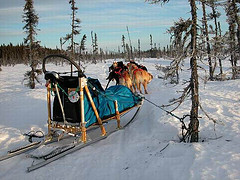 Iditarod 