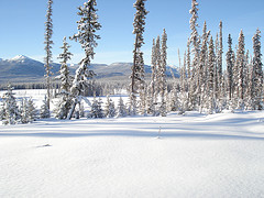 Iditarod